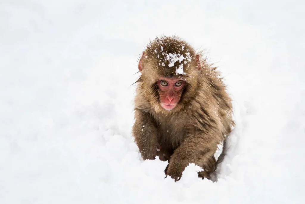 1-Day Tour: Snow Monkeys & Snow Fun In Shiga Kogen