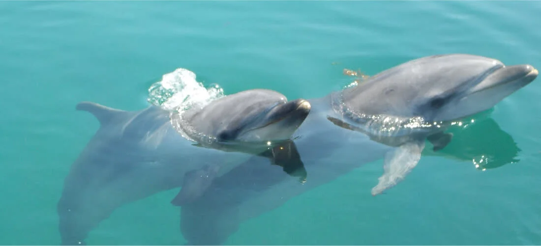 Shimanami Kaido Area Dolphin Swim Experience in Ehime, Japan