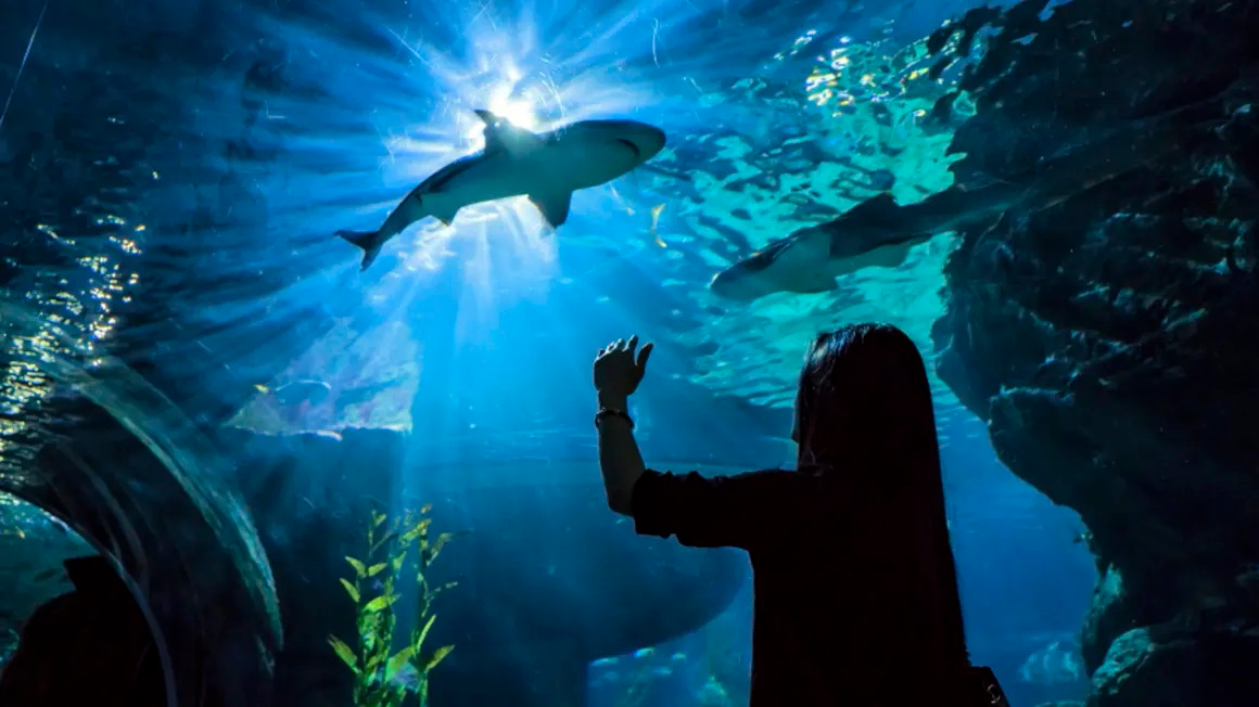 シーライフ バンコク 入場Eチケット予約 ＜サイアムパラゴンの水族館