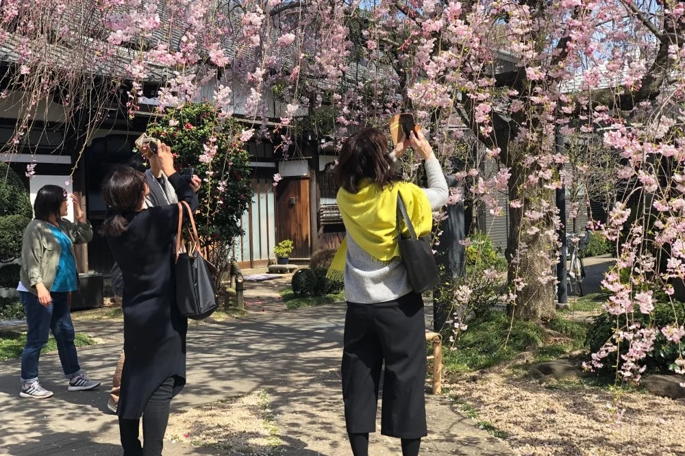 Book a Tokyo Spring Daytime Hanami (Cherry Blossom) Food Tour [Sakura 2024]