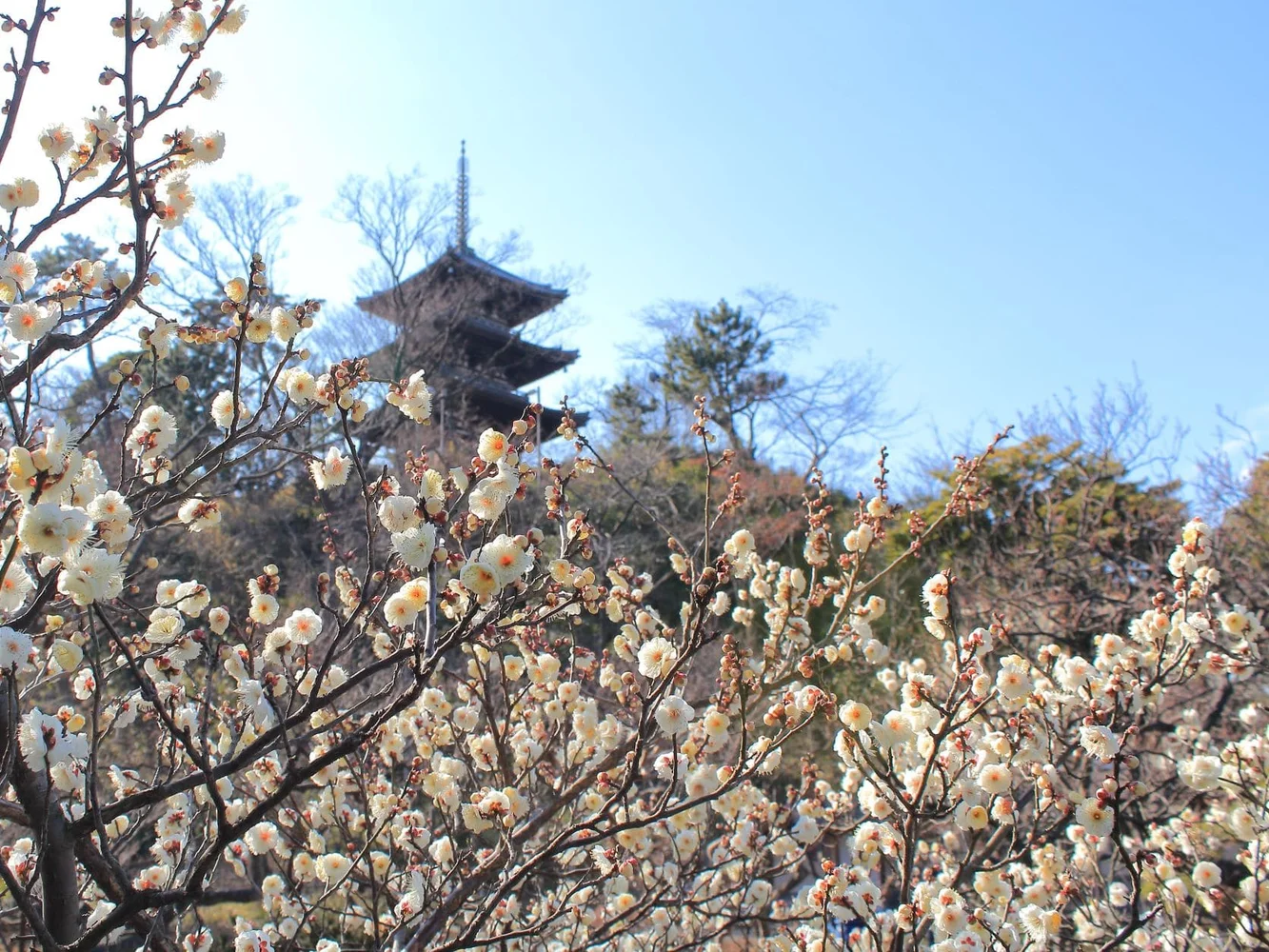 Kanagawa Yokohama Sankeien Garden Admission E-ticket