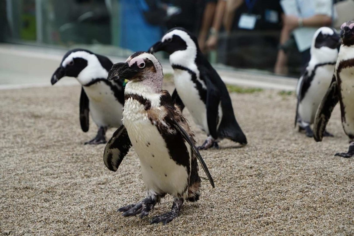 宮城 仙台うみの杜水族館 入館Eチケット 予約