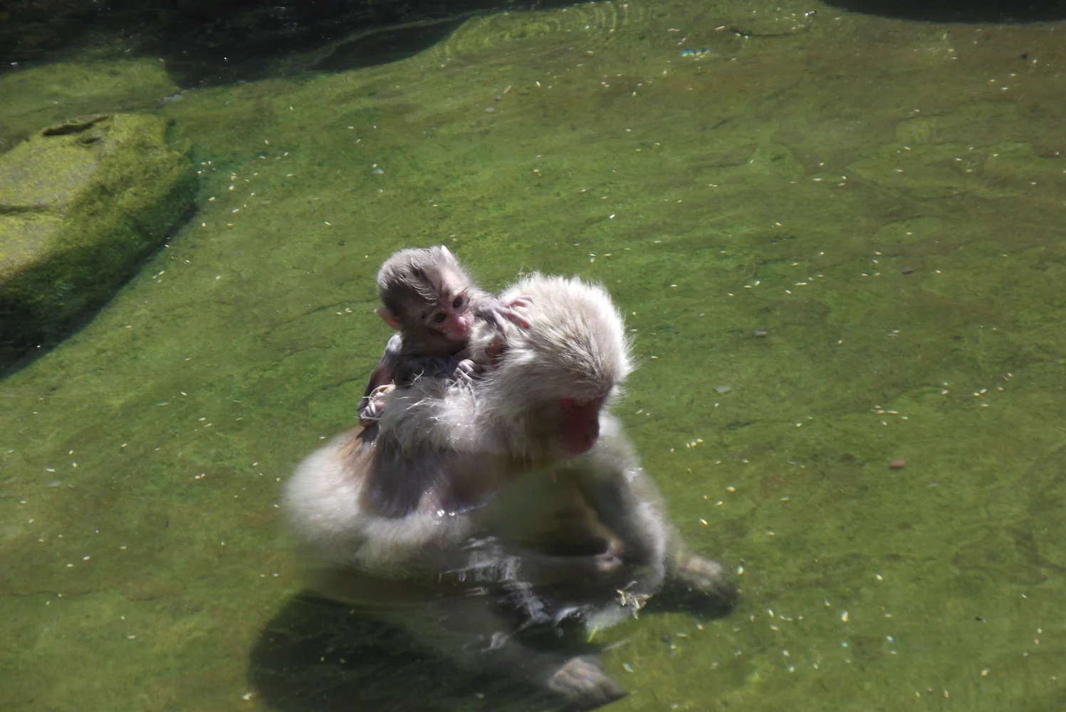 Go on a one day trip to see the Snow Monkeys!