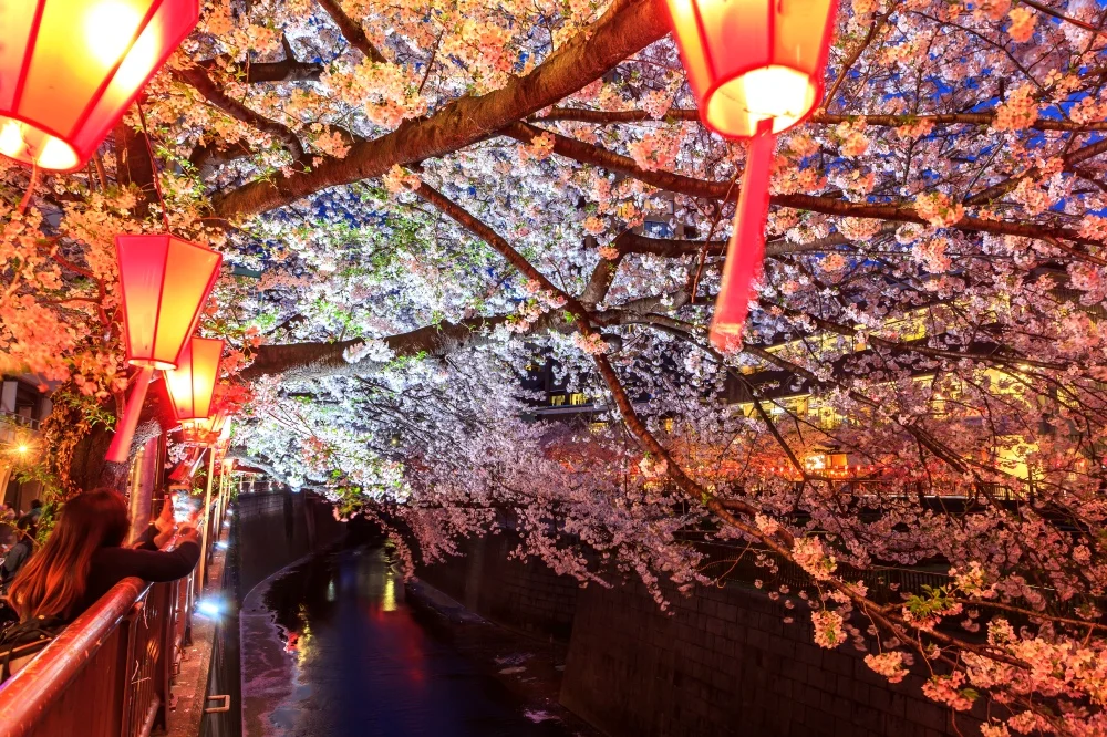Book a Tokyo Spring Evening Hanami (Cherry Blossom) Food Tour [Sakura 2024]