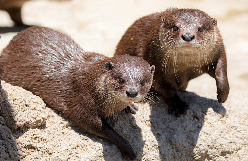 愛知 のんほいパーク（豊橋総合動植物公園）入園Eチケット（引換券）予約