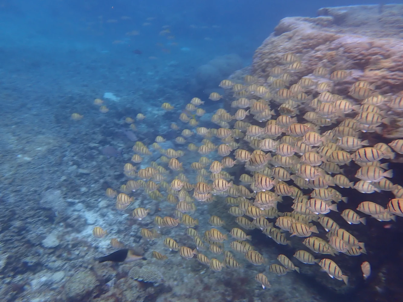 沖縄 宮古島 ウミガメとニモちゃんの熱帯魚の2ビーチシュノーケリング 半日ツアー