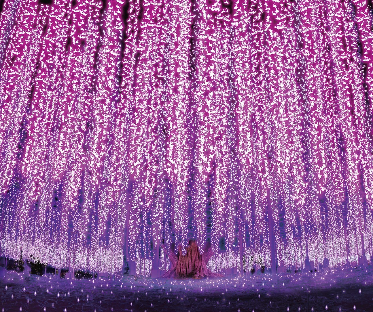 [The tale of Fuji no Hana of Light] Four colors of lights on a single large wisteria will shift and change along with music