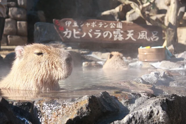 【最大250円割引】静岡 伊豆シャボテン動物公園 Eチケット 予約