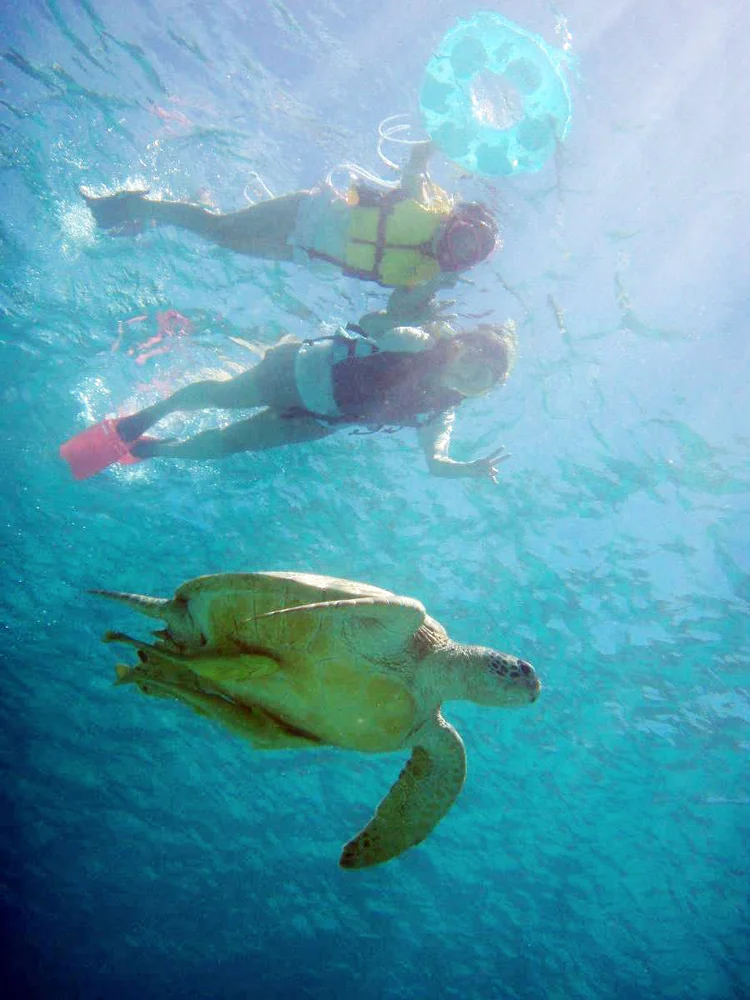 沖縄 渡嘉敷島でウミガメと一緒にシュノーケリング体験 予約