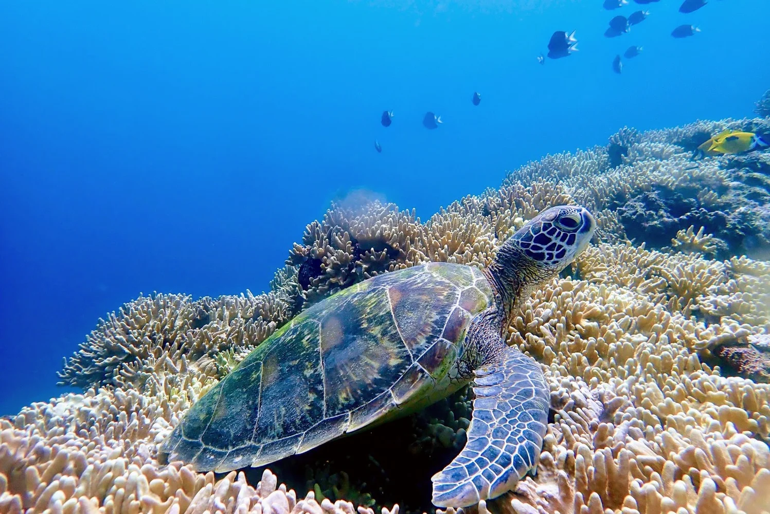 石垣島 幻の島上陸＋青の洞窟探検＋ウミガメに会いに行くシュノーケリング 半日ツアー＜ビーチエントリー／写真データ・送迎＞