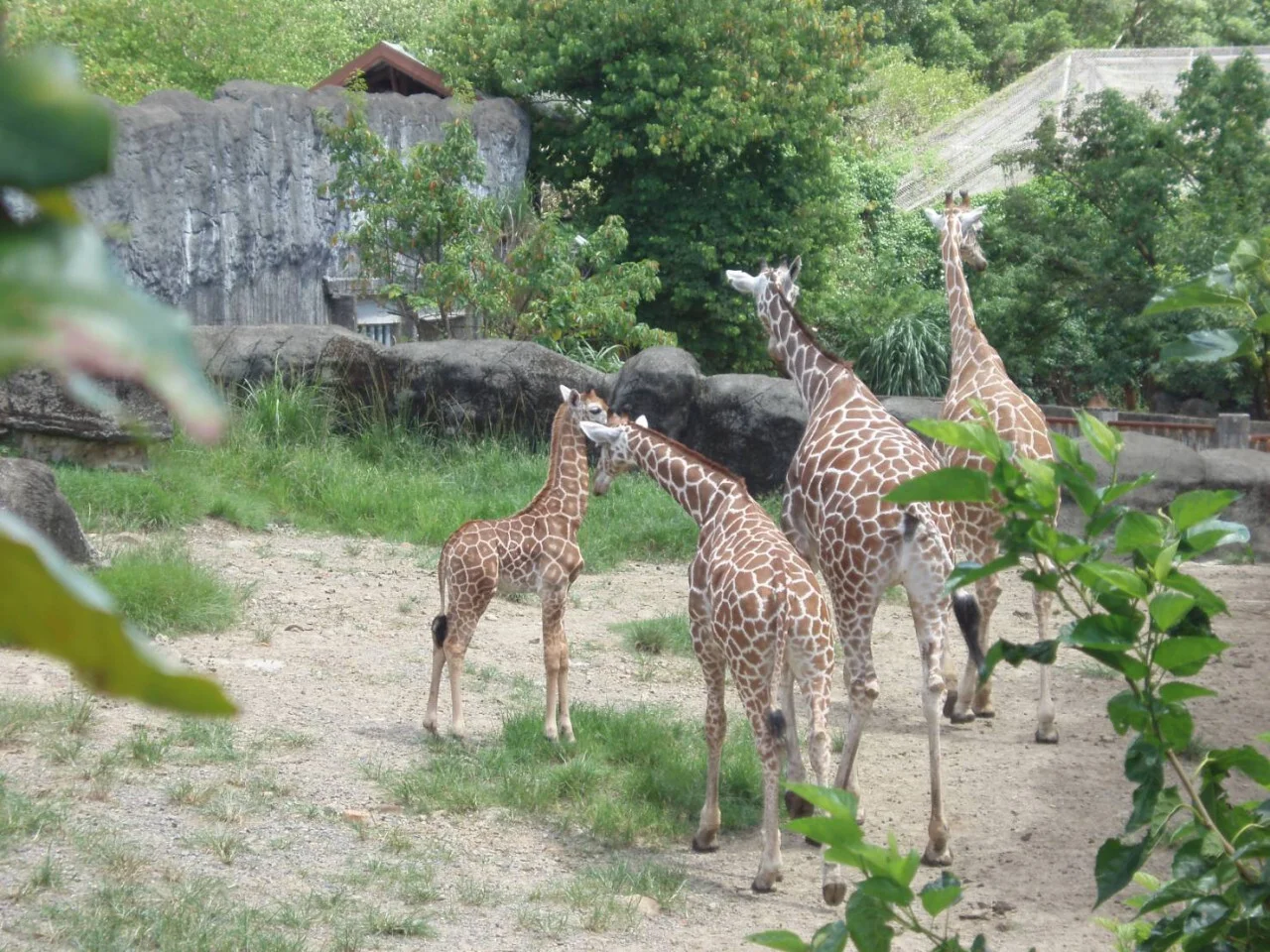 台湾 台北動物園とシャトル列車（片道） + 猫空ロープウェイ1日パス Eチケット 予約