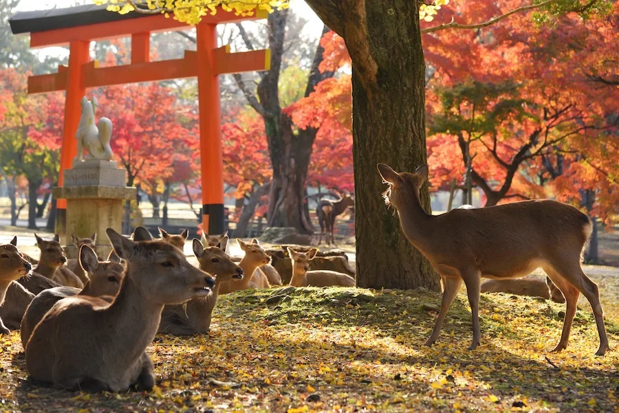Book a Nara Half-Day Walking Tour: Todai-ji, Nara Park & More!