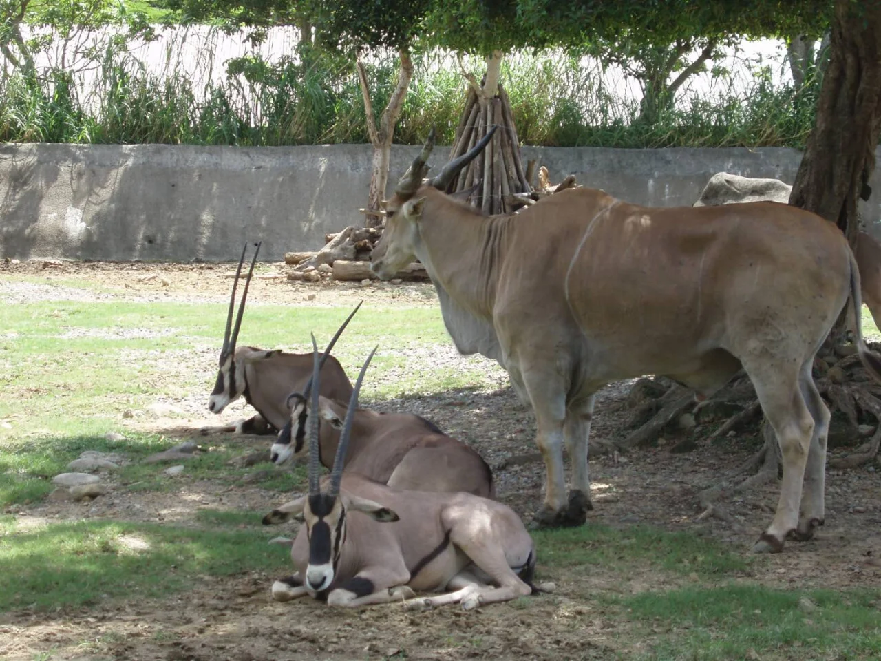 台湾 台北動物園とシャトル列車（片道） + 猫空ロープウェイ1日パス Eチケット 予約