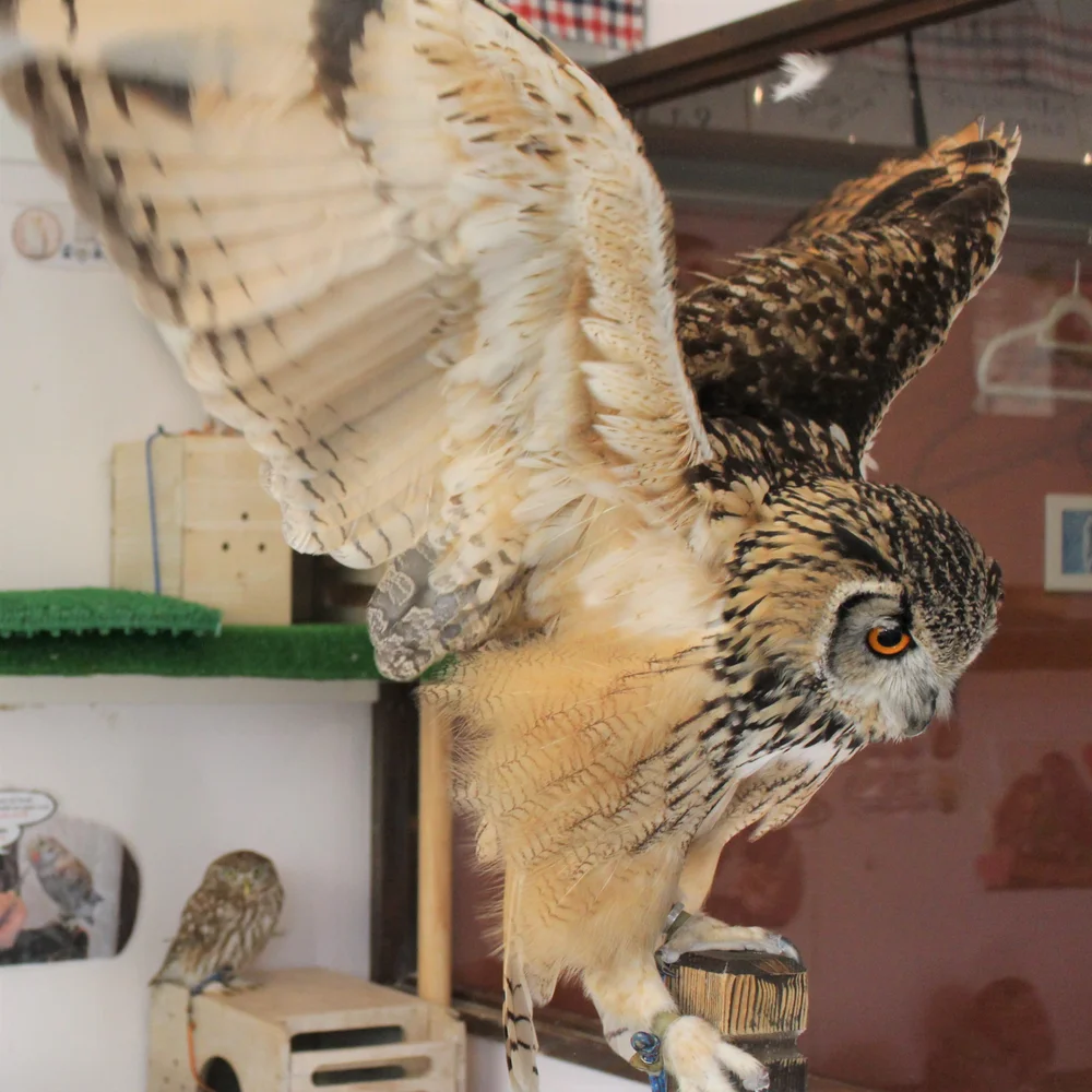 Japan Owl Cafe in Tokyo Reservation (Harajuku/Shibuya Official Partner)