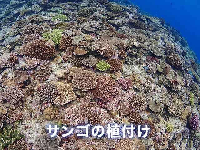 恩納村でサンゴの植付け体験ダイビング