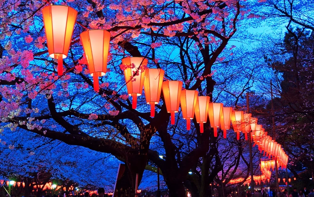 Book a Tokyo Spring Evening Hanami (Cherry Blossom) Food Tour [Sakura 2024]