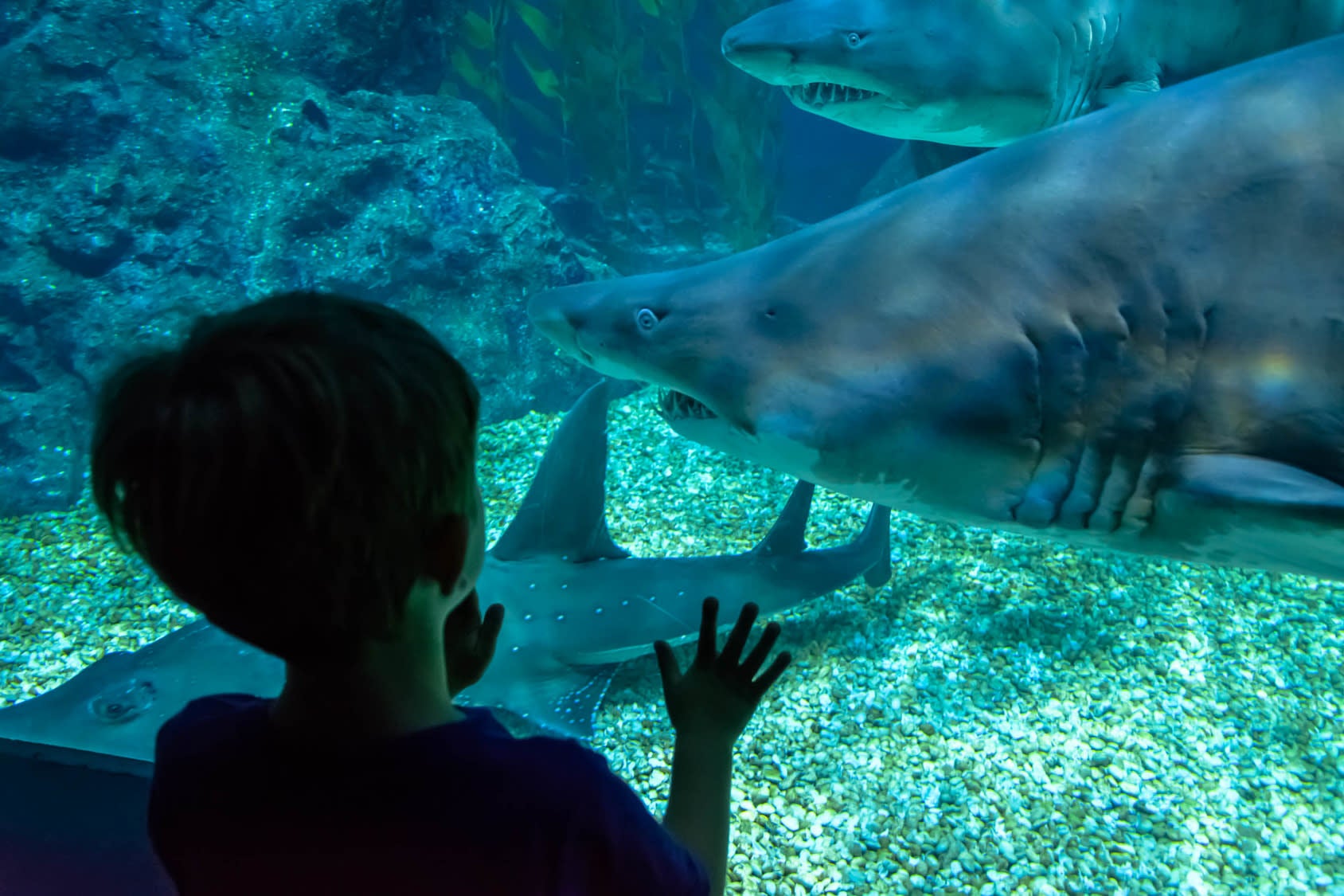 シーライフ バンコク 入場Eチケット予約 ＜サイアムパラゴンの水族館