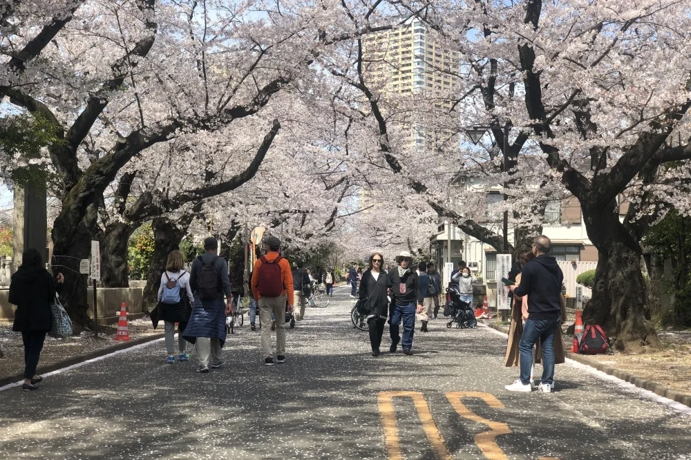 Book a Tokyo Spring Daytime Hanami (Cherry Blossom) Food Tour [Sakura 2024]