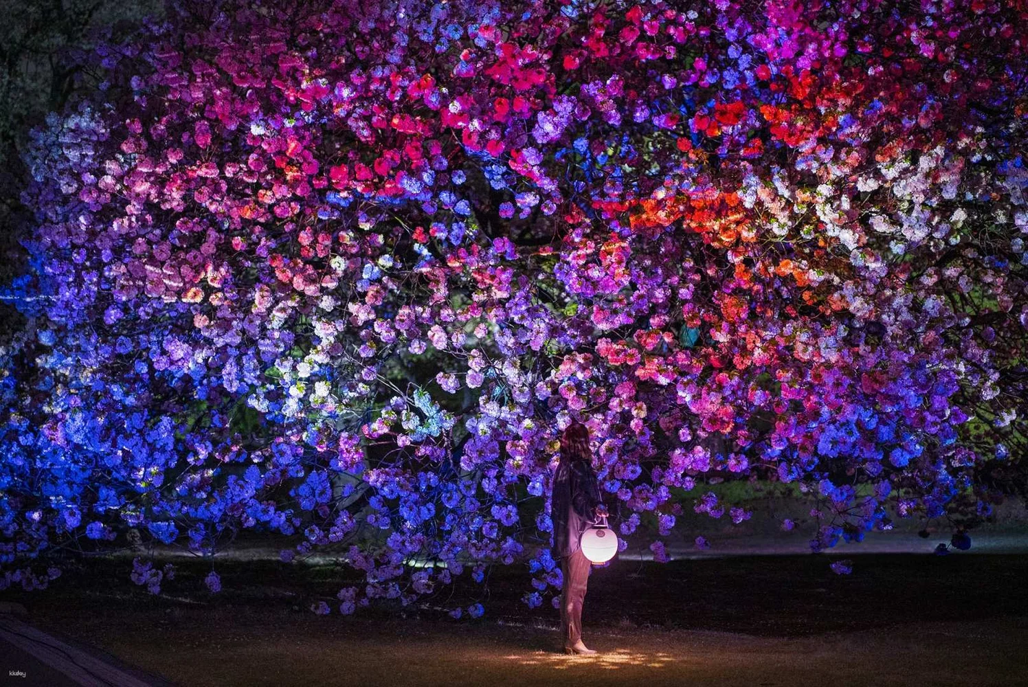 NAKED's Sakura Night Garden at Shinjuku Gyoen 2023 Entry E-Ticket (3/31–4/23)