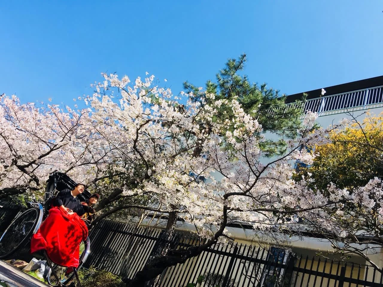 Book a Kamakura Rickshaw Ride Tour near Yokohama