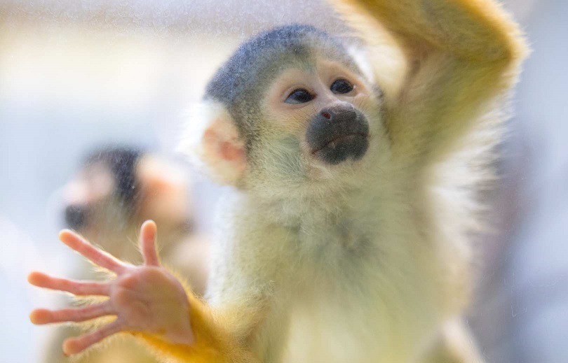 愛知 のんほいパーク（豊橋総合動植物公園）入園Eチケット（引換券）予約