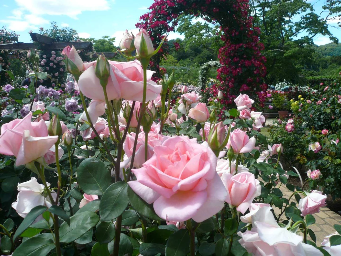 Ashikaga Flower Park Tickets — Great Wisteria Festival, Spring Flower & Rose Festivals