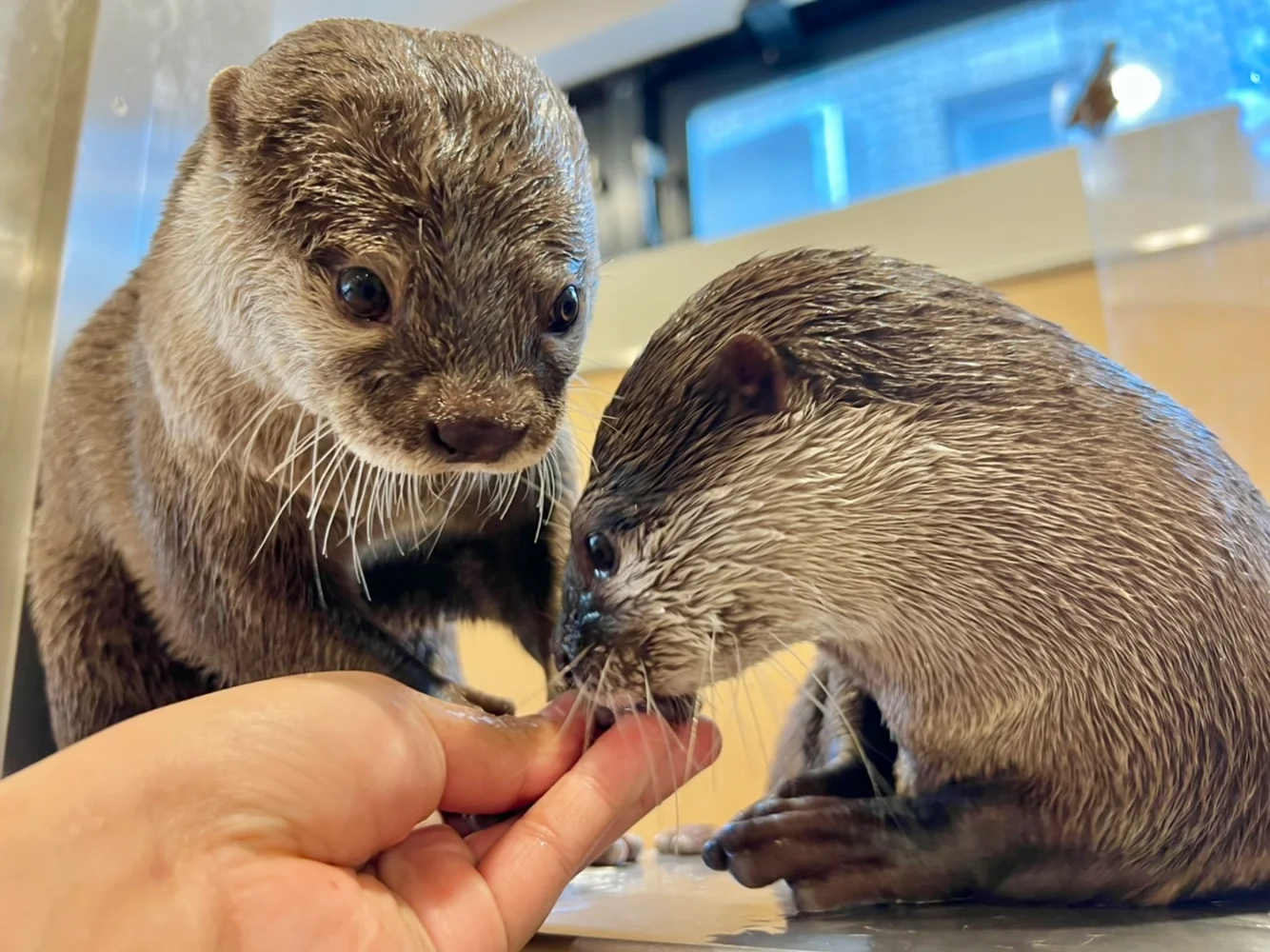 Reserve Otter Cafe in Tokyo: Harry Hedgehog Asakusa Branch