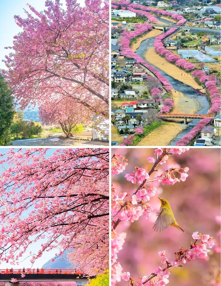 Kawazu Zakura Early Cherry Blossom Full-Day Tour From Tokyo