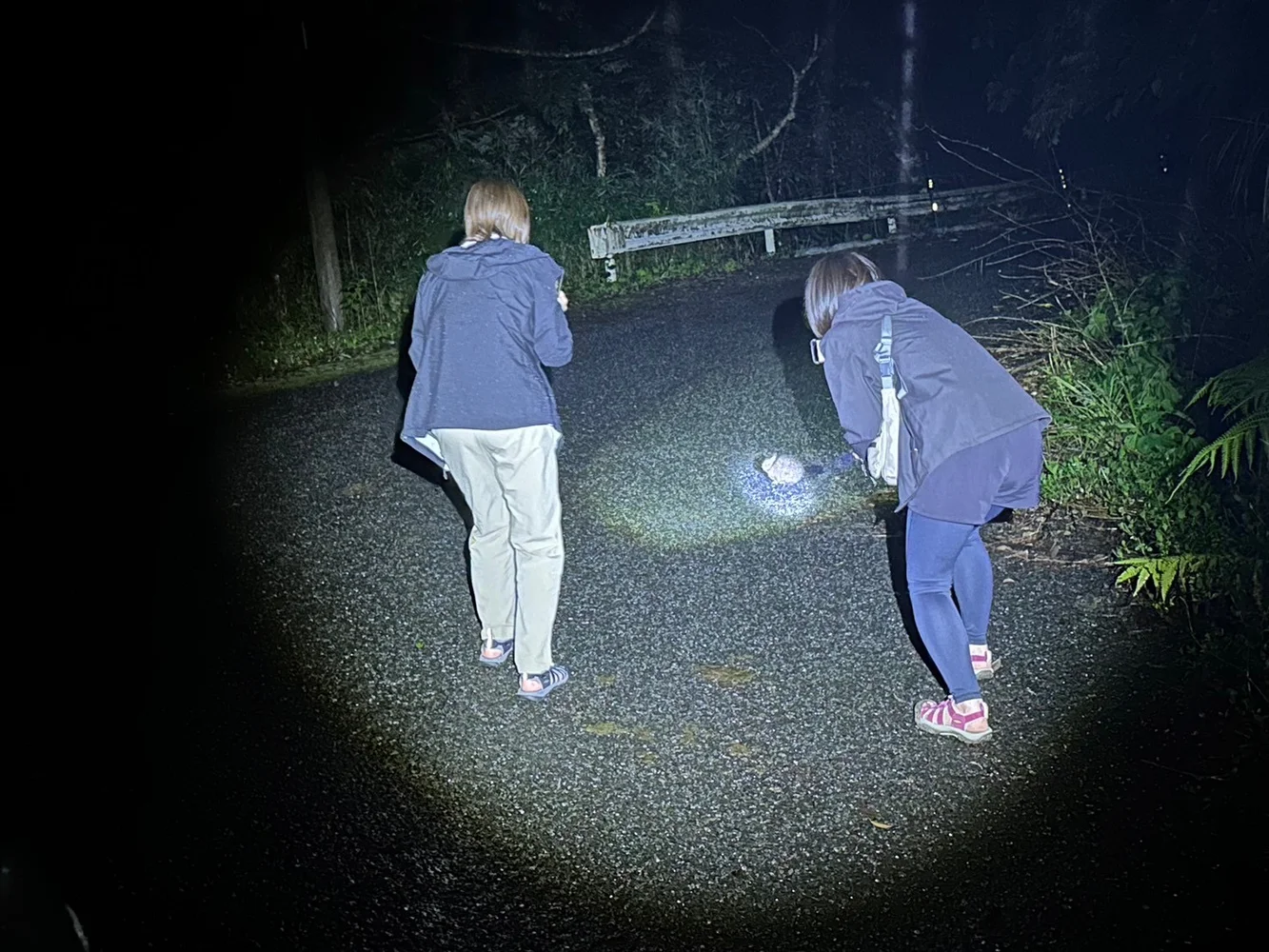 奄美大島 天然記念物アマミノクロウサギ 自然観察ナイトツアー