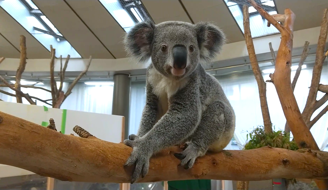 神奈川 横浜 金沢動物園 入園チケット 予約＜毎週土曜日は、小・中・高校生は無料・要学生証等＞