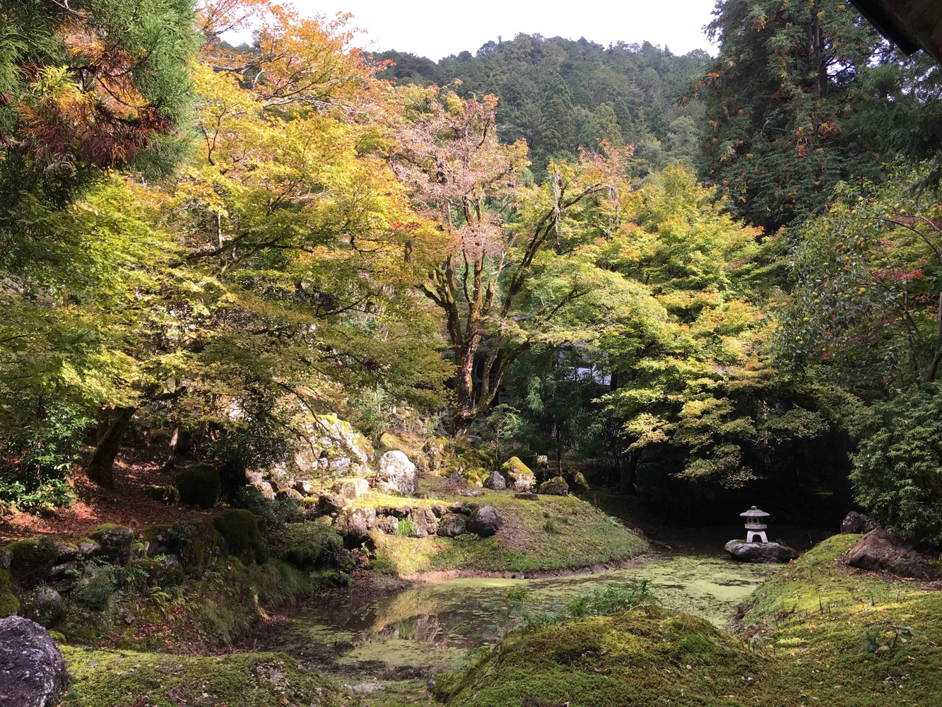 Keihoku Kyoto Tour—Joshokoji Temple & Kitayama Sugi Museum