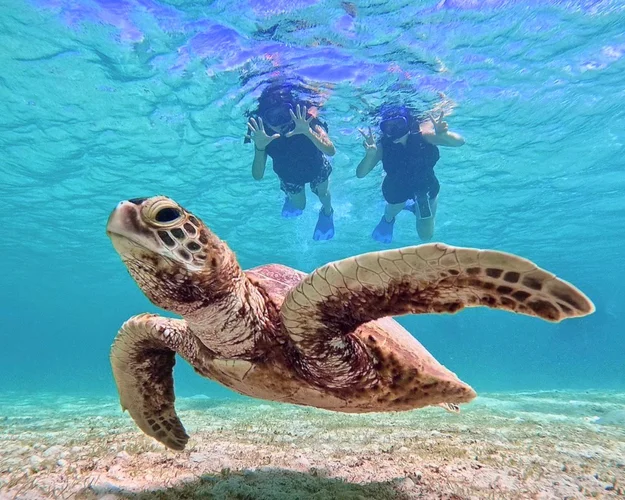 Jet Snorkel-Snorkeling with Turtles