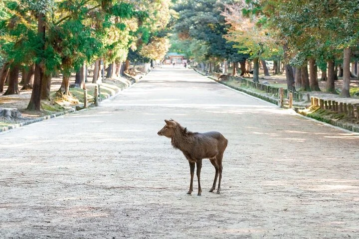 Private Nara Comprehensive Tour with a Local Guide (6 Hours)