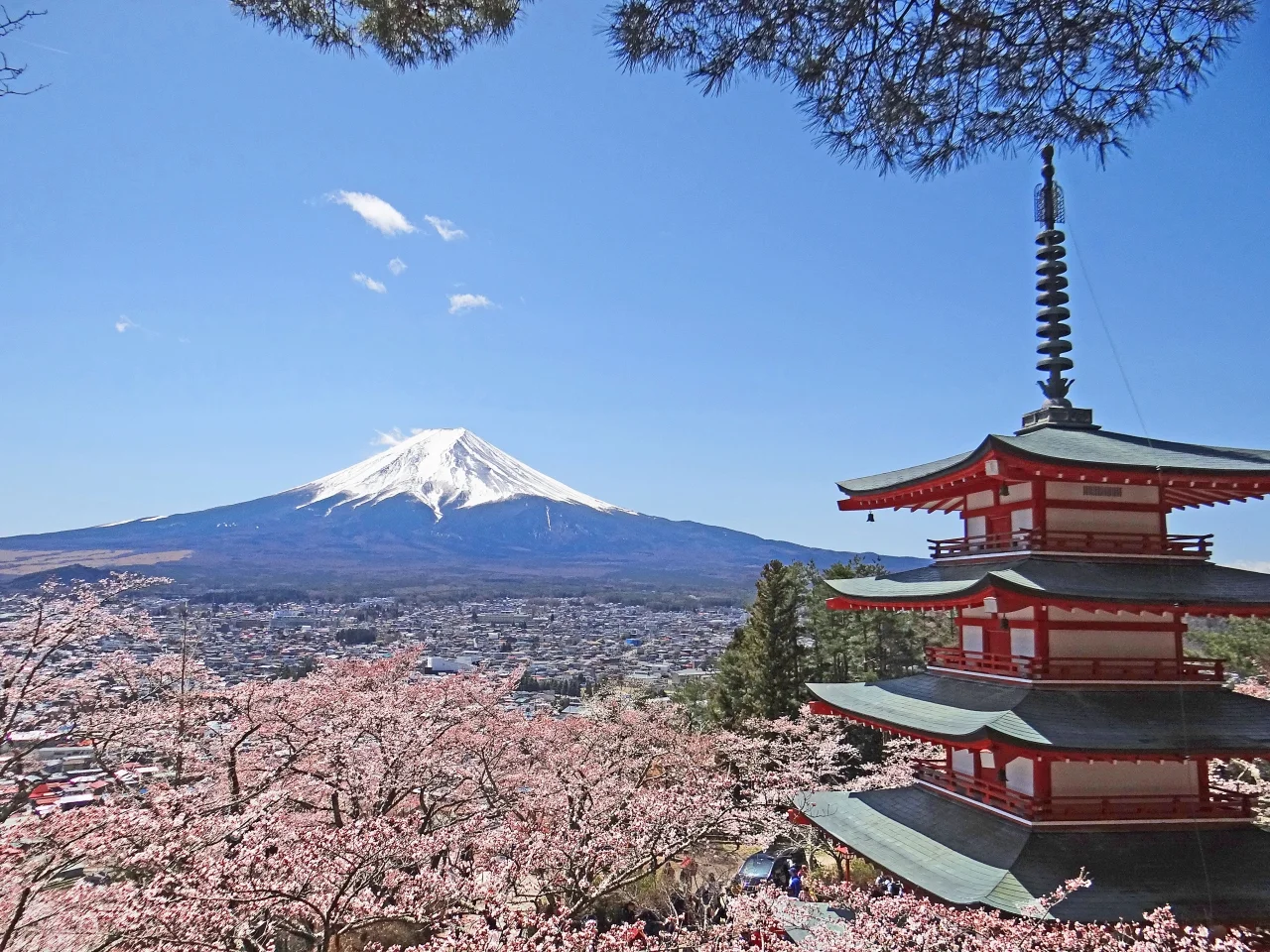 Mt. Fuji& Five Story Pagoda with Cherry Blossoms