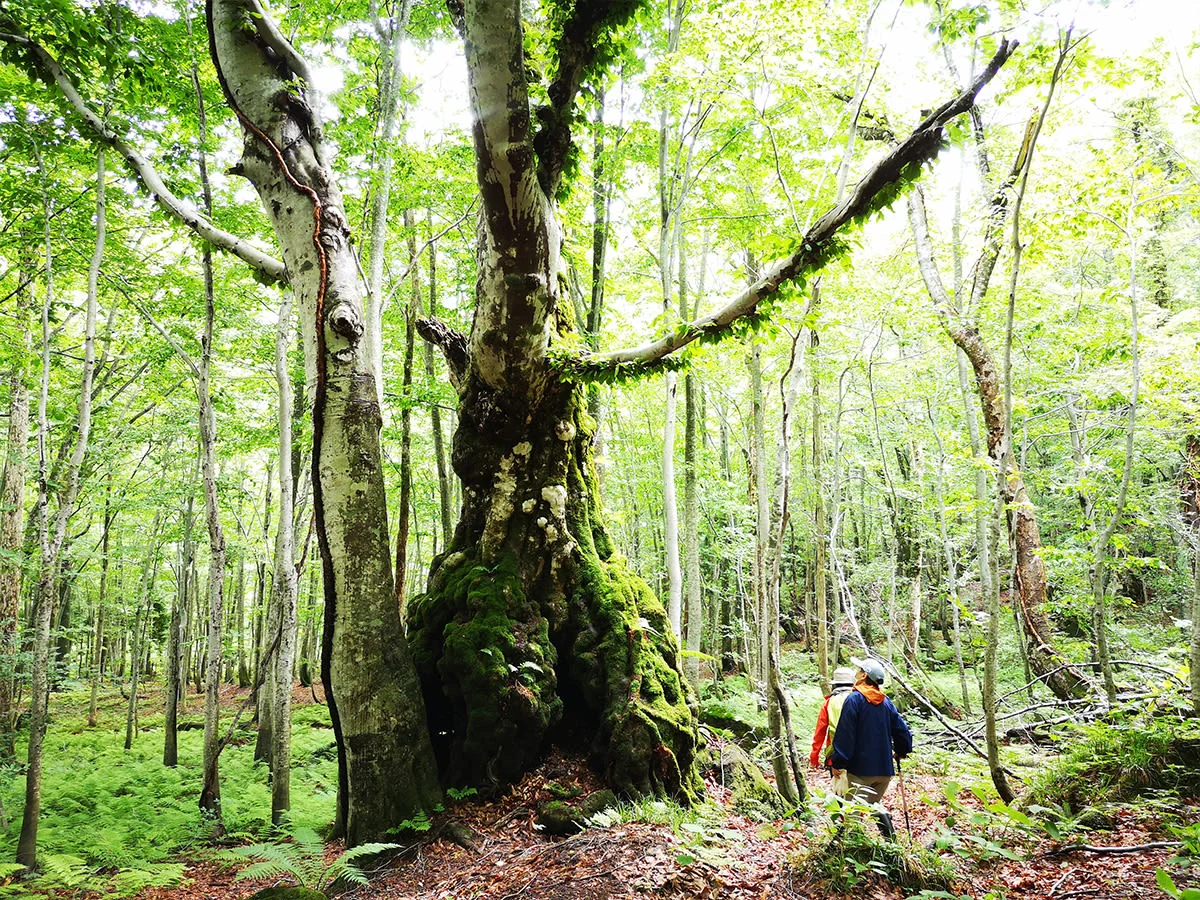Shirakami Sanchi World Heritage Nature Trail Tour in Akita