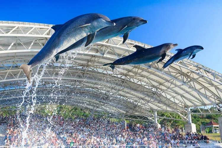 沖縄 美ら海水族館 チケット予約【楽天トラベル 観光体験】