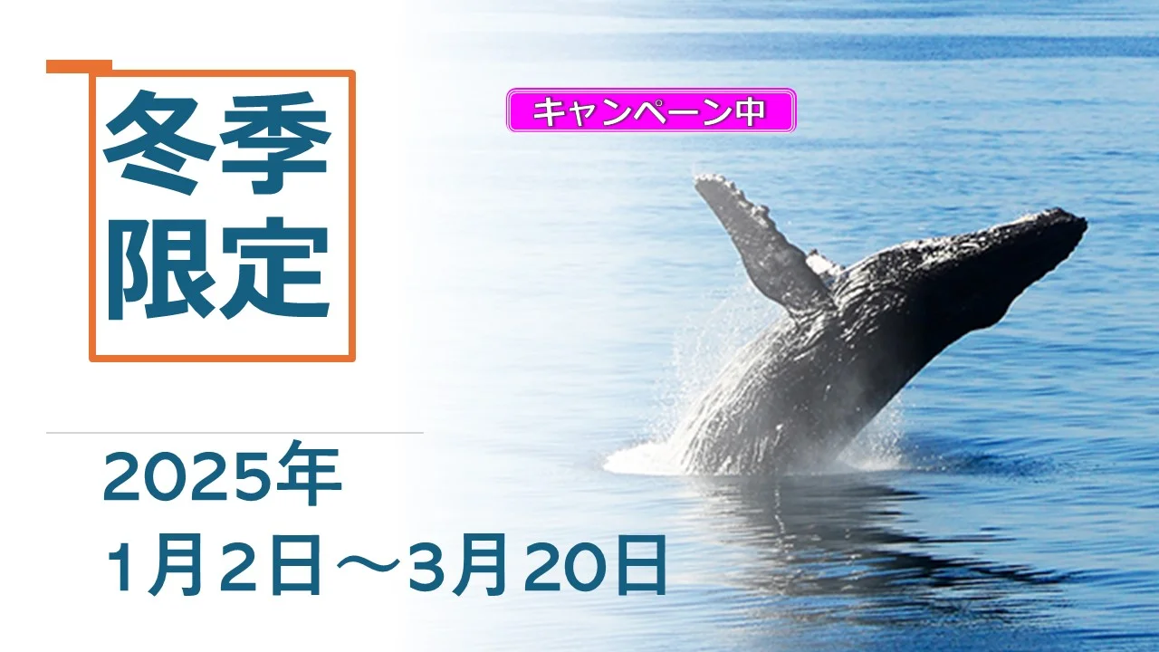 【冬季限定】ホエールウォッチング・クルーズ予約  ＜スター・オブ・ホノルル号／送迎付プランあり／ハワイオアフ島＞