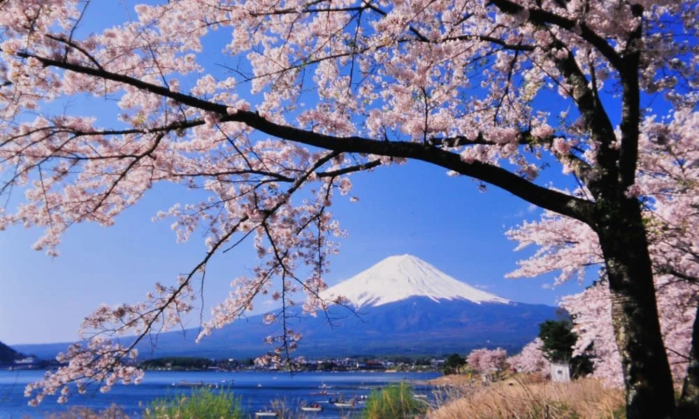 Mt Fuji Cherry Blossom Sightseeing Highlights Tour