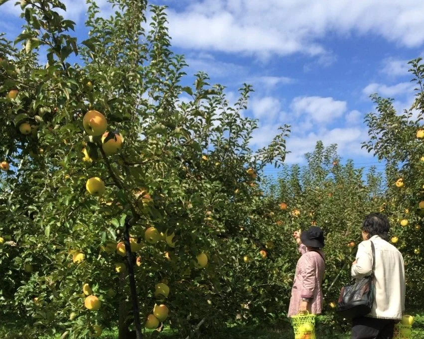 群馬 沼田 りんご狩り 食べ放題！＜かごもぎ取り付きプランあり＞