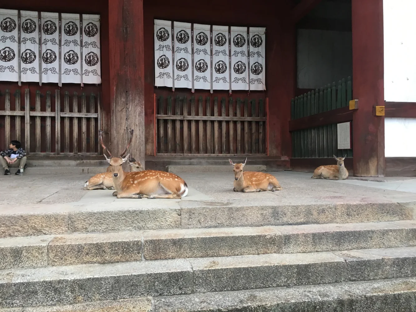 奈良 東大寺＆奈良公園 半日ウォーキングツアー 予約