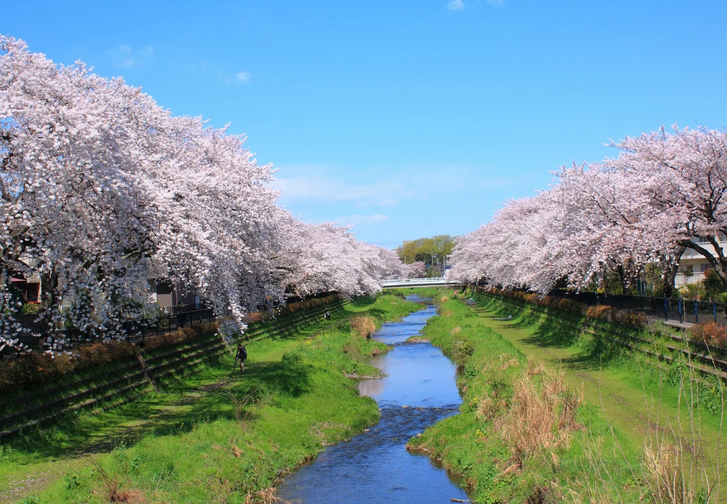 Experience Tokyo's Best Cherry Blossoms with a Pro Guide