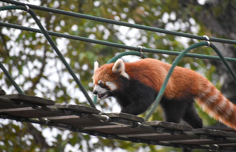 北海道 旭山動物園「よくばりチケット：入園券＋上野ファーム＋プレミアムサービス券」引換Eチケット 予約