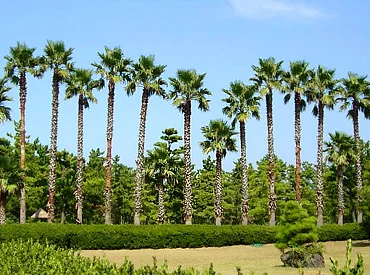 韓国 済州島 自然観光ツアー 予約＜昼食付き！＞