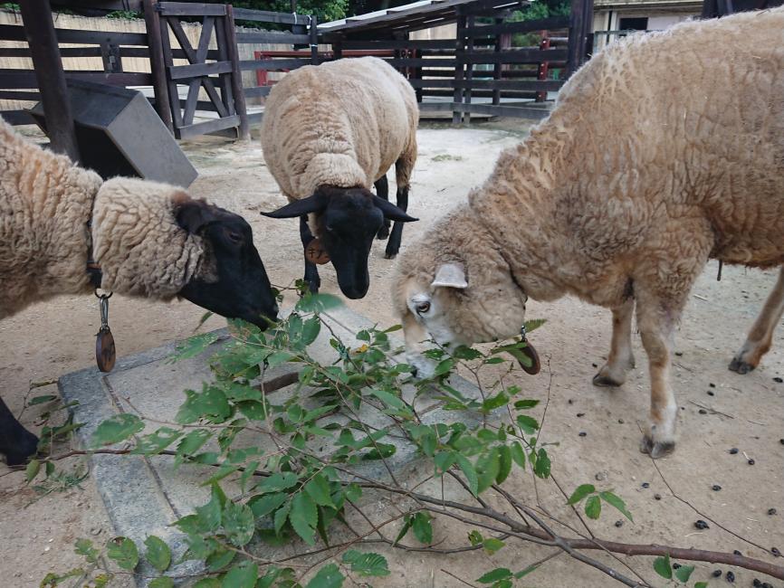 神奈川 横浜 金沢動物園 入園チケット 予約＜毎週土曜日は、小・中・高校生は無料・要学生証等＞