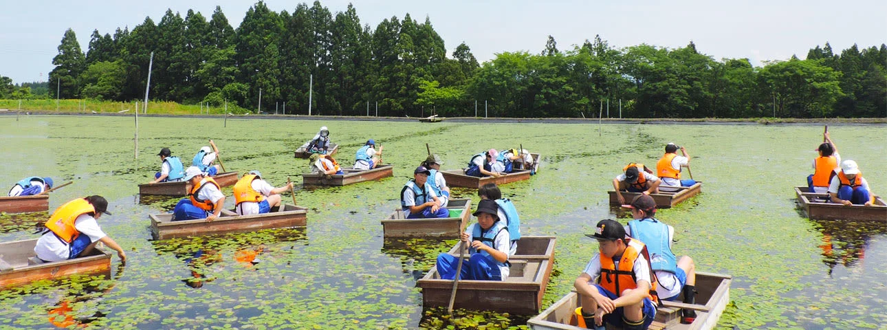 Pick and Eat the Aquatic Plant 'Junsai' in Shirakami, Akita