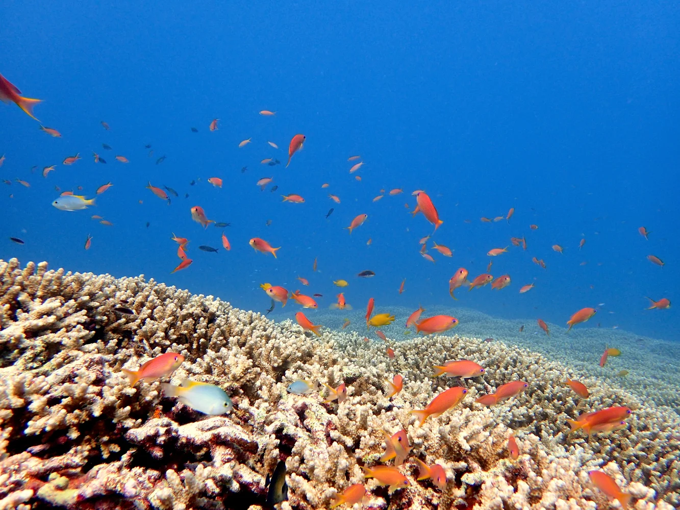【石垣島・川平】ファンダイブ | 憧れのマンタに抜群のサンゴ礁！贅沢ダイビングを川平で！