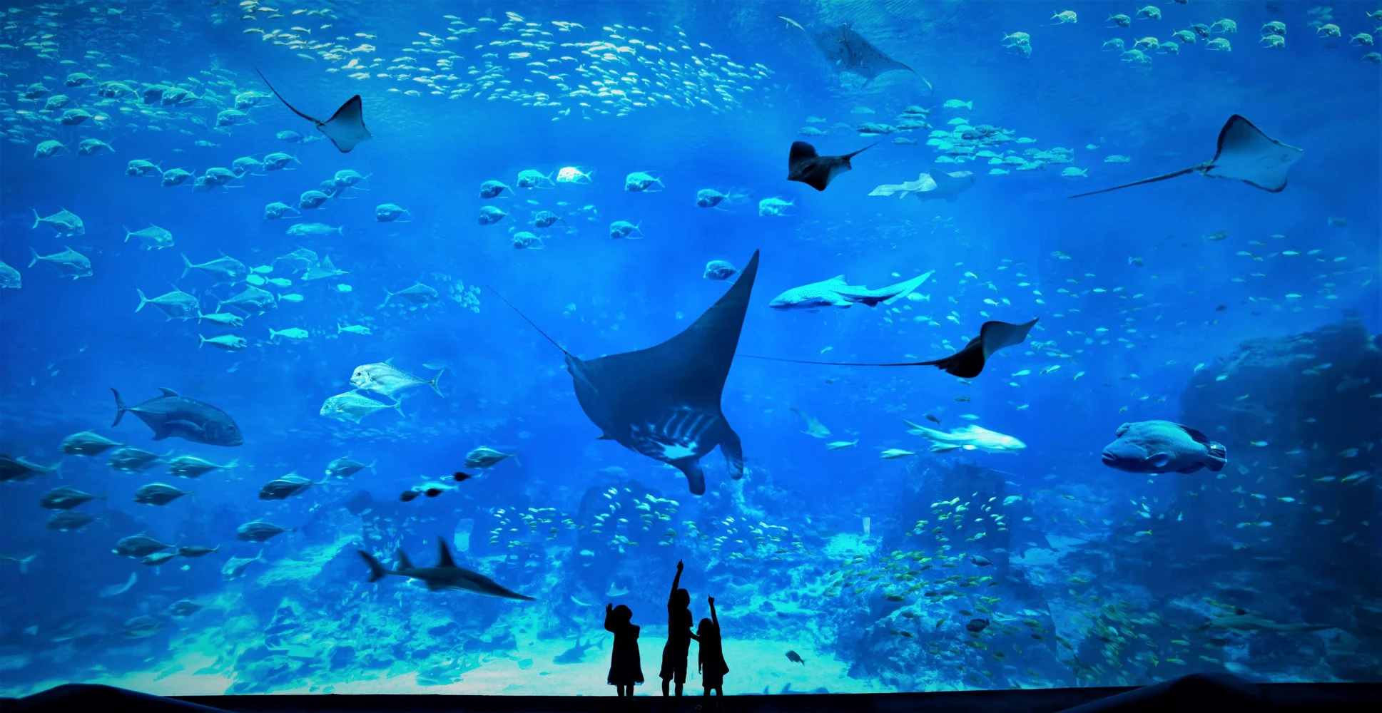 シンガポール シーアクアリウム Eチケット＜セントーサ島にある世界最大級の水族館＞(即日発券)