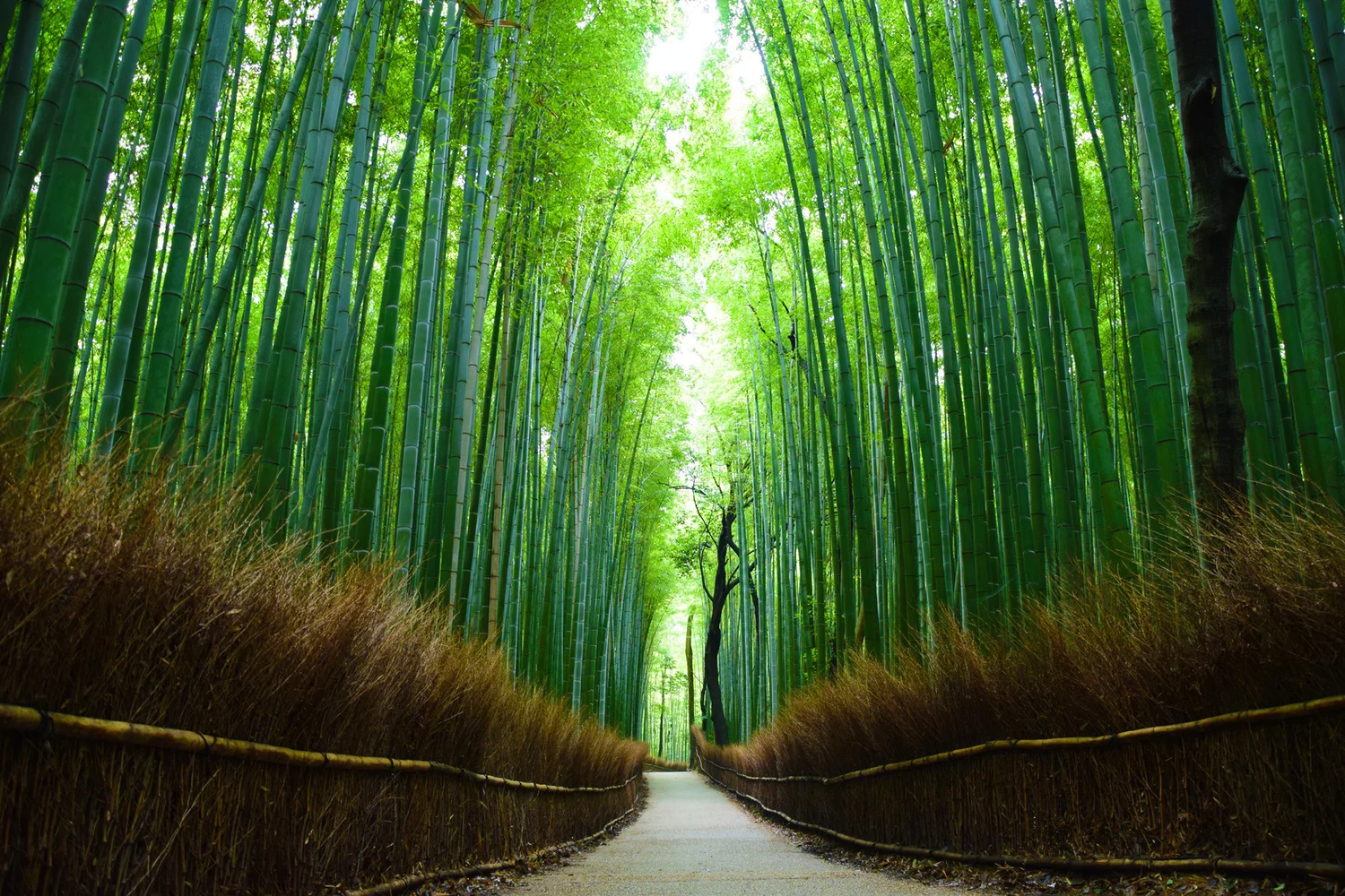 Join Kyoto Arashiyama Bamboo and Tenryu-ji Private Tour