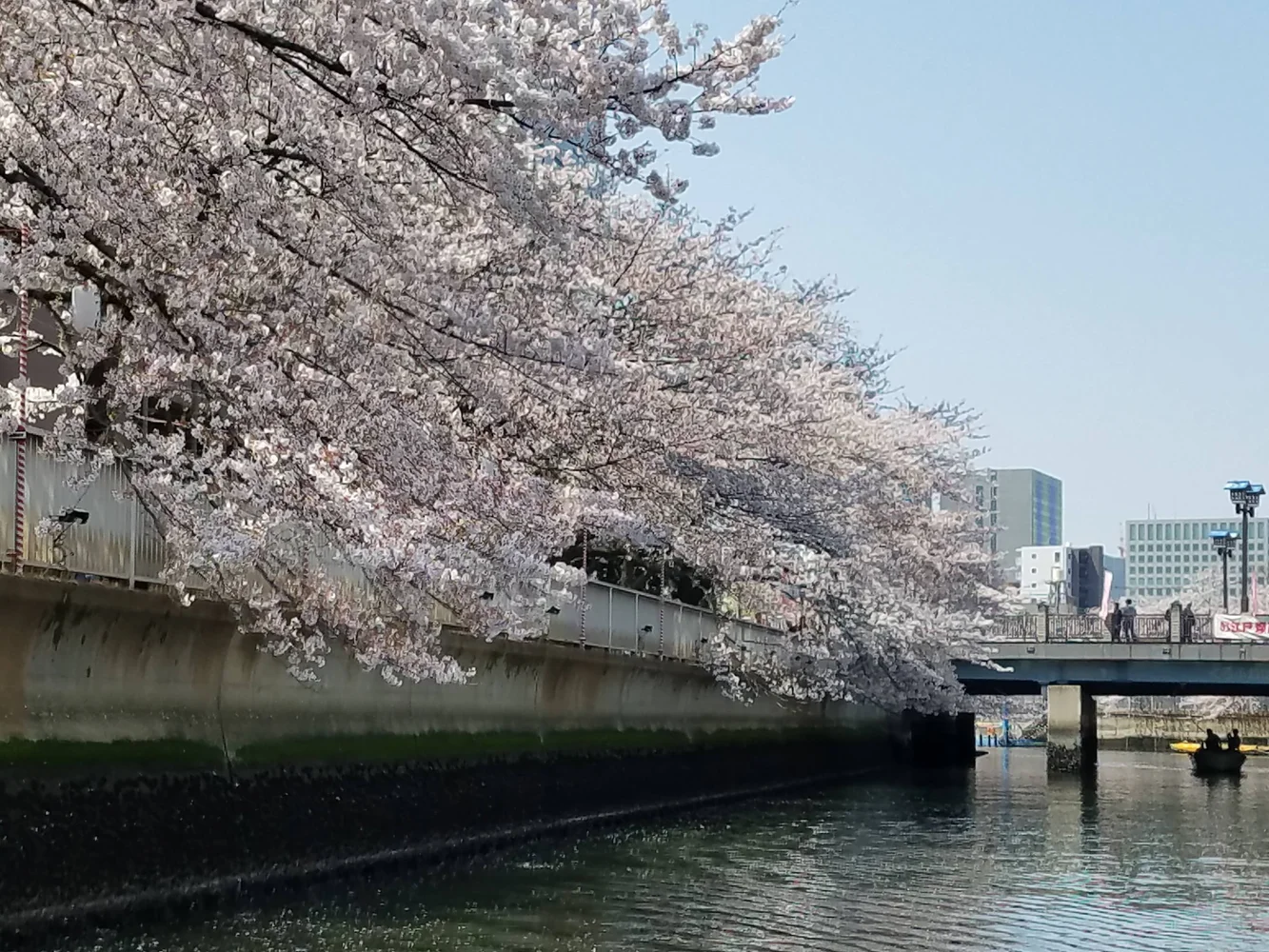 東京 大横川 60分お花見クルージング 予約＜4月14日までの期間限定＞