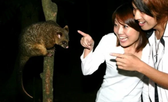 オーストラリア ケアンズ 午後発・どきどき動物探検ツアー 予約＜日本語ガイド／夕食／送迎付き＞_PBAUS_CNS